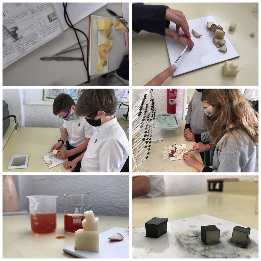 Be Funky collage 2021 04 30 T101640 288