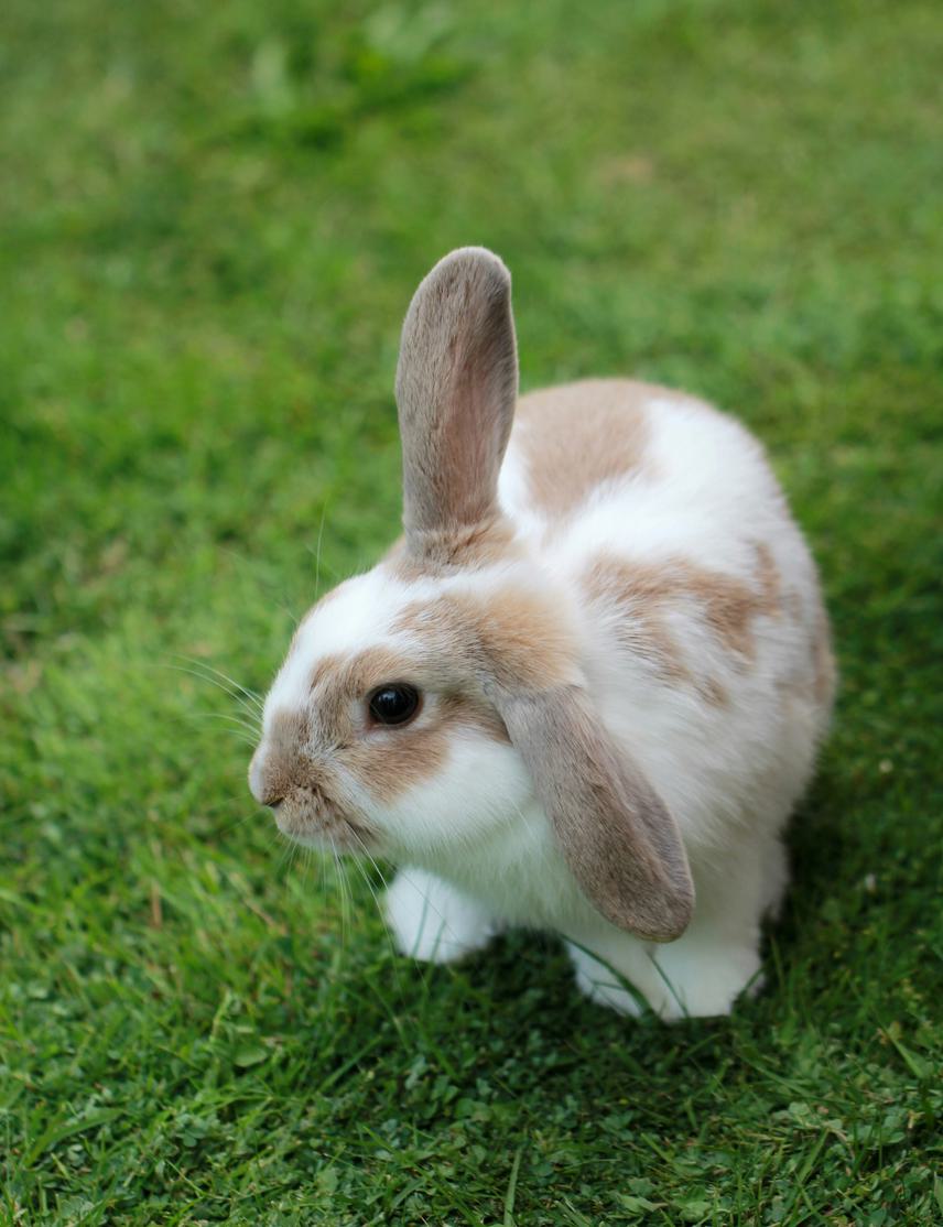 Rabbit